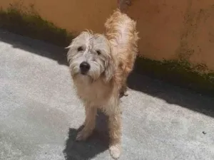 Cachorro raça SRD-ViraLata idade 7 a 11 meses nome CAJU