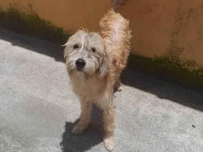 Cachorro ra a SRD-ViraLata idade 7 a 11 meses nome CAJU