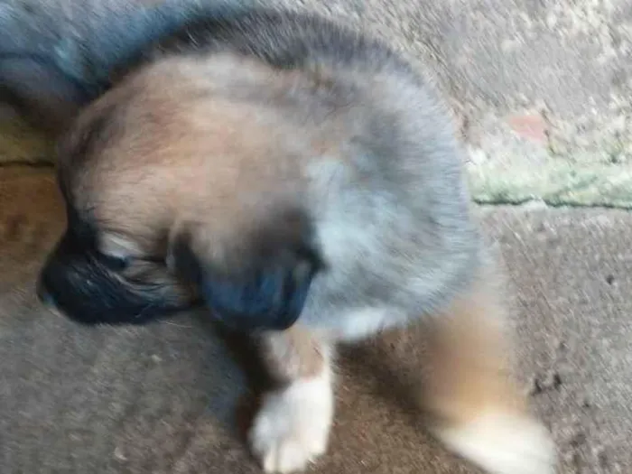 Cachorro ra a SRD-ViraLata idade 2 a 6 meses nome Sem nome