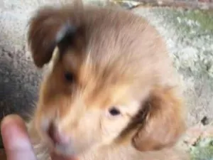 Cachorro raça SRD-ViraLata idade 2 a 6 meses nome Sem nome 2