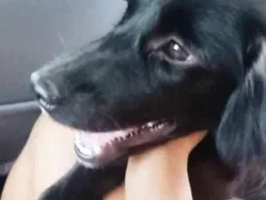 Cachorro raça Vira lata idade 2 anos nome Tchala