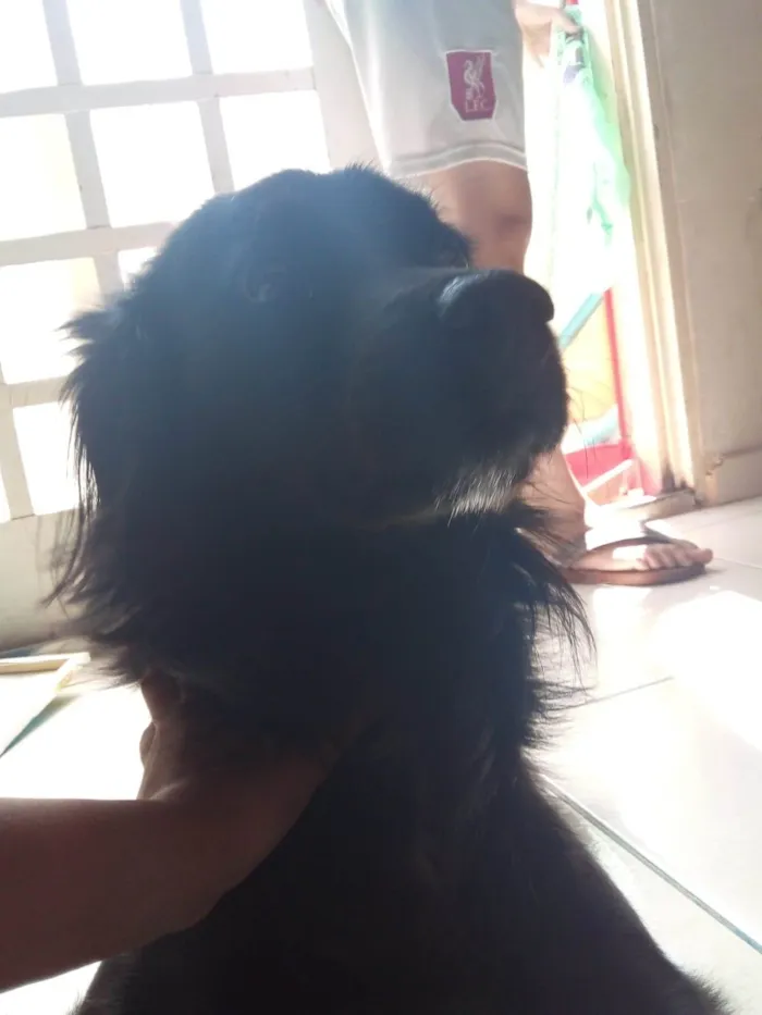 Cachorro ra a Vira lata idade 2 anos nome Tchala