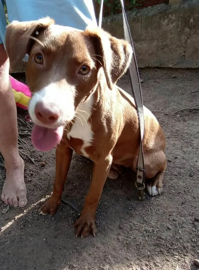 Cachorro raça  idade 7 a 11 meses nome Ariel