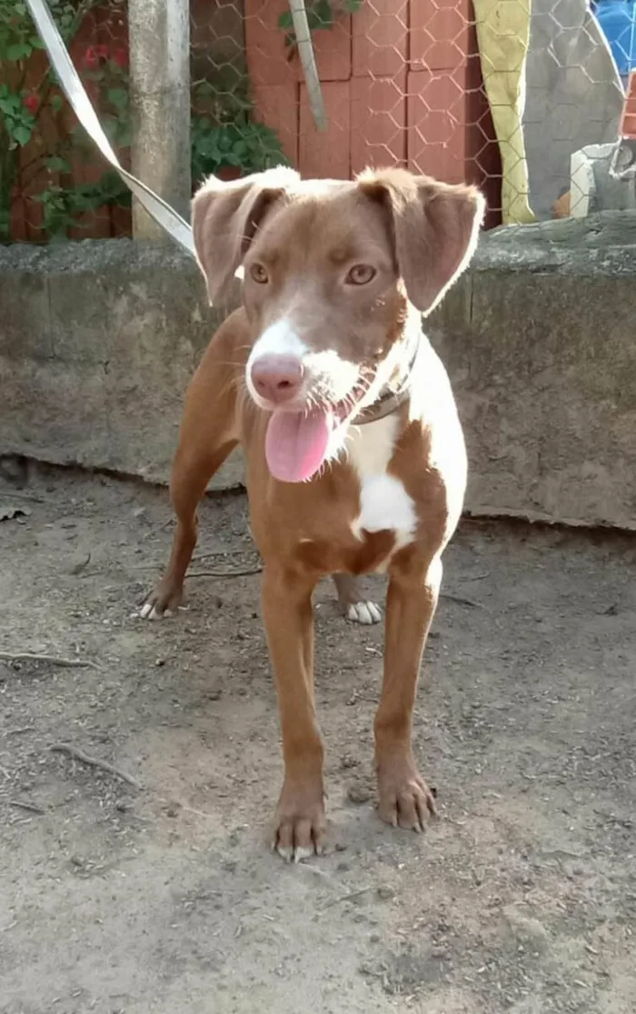 Cachorro raça  idade 7 a 11 meses nome Ariel