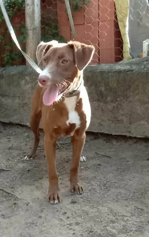 Cachorro raça  idade 7 a 11 meses nome Ariel