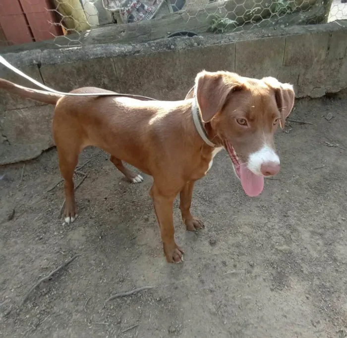 Cachorro raça  idade 7 a 11 meses nome Ariel