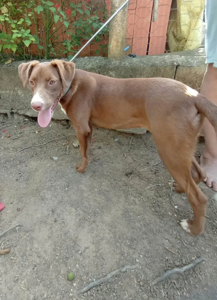 Cachorro raça  idade 7 a 11 meses nome Ariel
