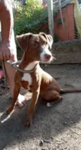 Cachorro raça  idade 7 a 11 meses nome Ariel