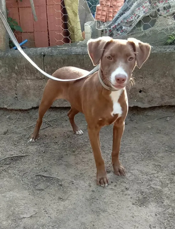 Cachorro raça  idade 7 a 11 meses nome Ariel
