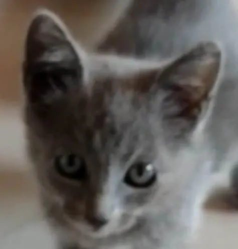 Gato ra a SRD-ViraLata idade 2 a 6 meses nome Blue
