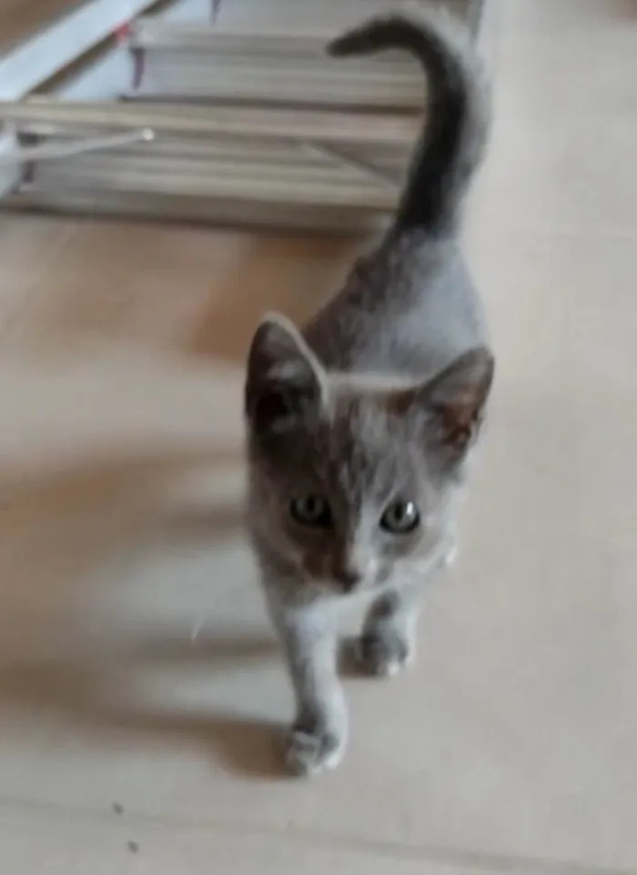 Gato ra a SRD-ViraLata idade 2 a 6 meses nome Blue