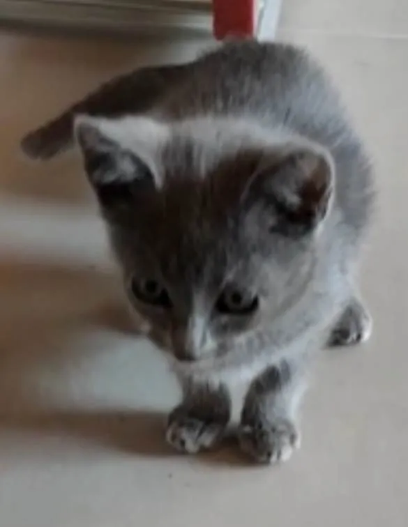 Gato ra a SRD-ViraLata idade 2 a 6 meses nome Blue