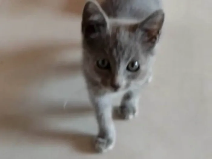 Gato ra a SRD-ViraLata idade 2 a 6 meses nome Blue