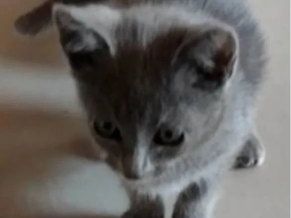 Gato ra a SRD-ViraLata idade 2 a 6 meses nome Blue
