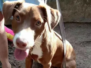 Cachorro raça  idade 7 a 11 meses nome Ariel