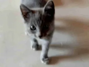 Gato raça SRD-ViraLata idade 2 a 6 meses nome Blue