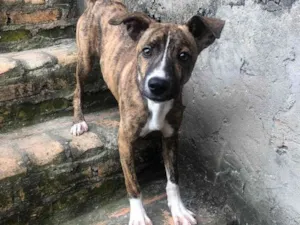 Cachorro raça Pit-Bull idade 2 a 6 meses nome Thor