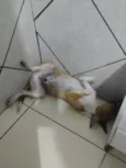 Apollo 