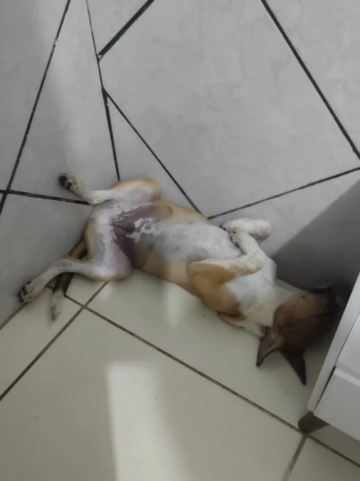 Cachorro raça SRD-ViraLata idade 2 a 6 meses nome Apollo 