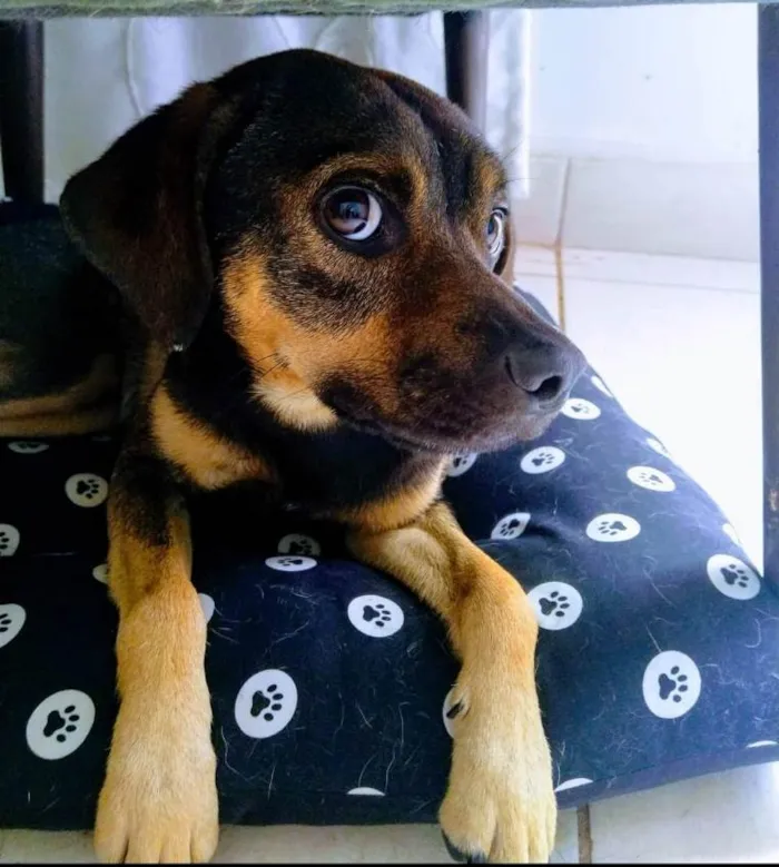 Cachorro ra a Vira lata idade 2 anos nome Théo 