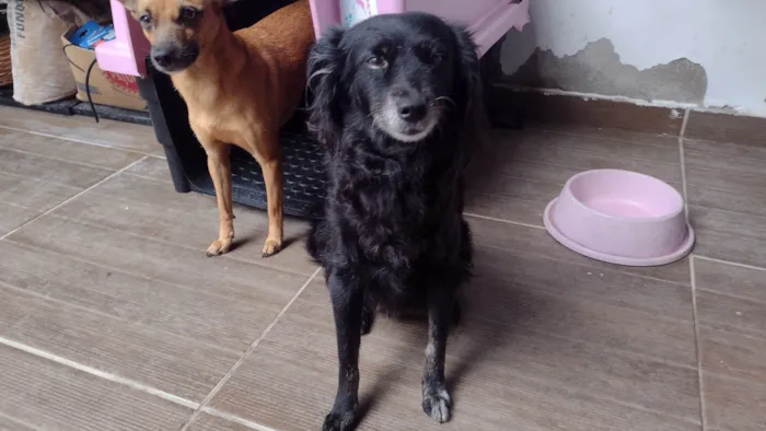 Cachorro ra a SRD-ViraLata idade 5 anos nome Pretinha 