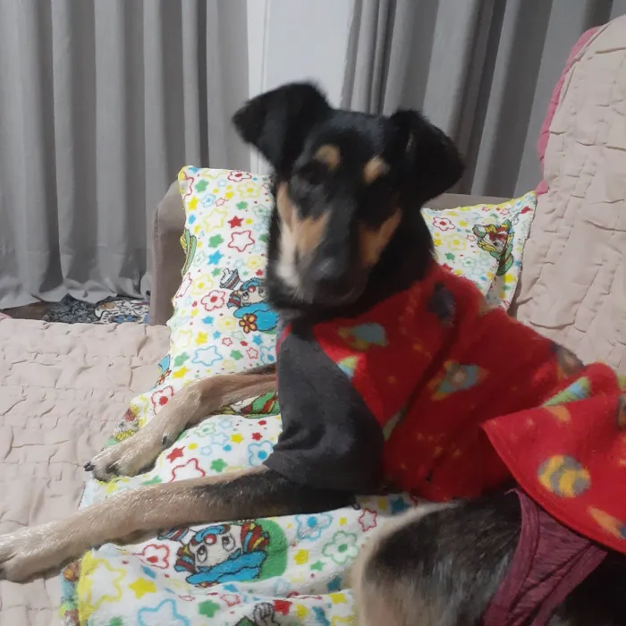 Cachorro ra a SRD-ViraLata idade 1 ano nome Judith 