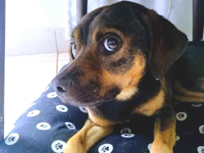 Cachorro ra a Vira lata idade 2 anos nome Théo 