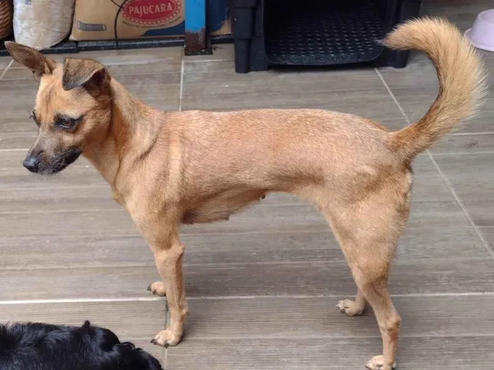 Cachorro ra a SRD-ViraLata idade 5 anos nome Erva