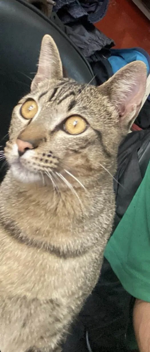 Gato ra a  idade 1 ano nome Não sei
