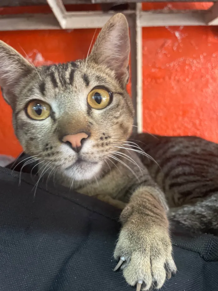 Gato ra a  idade 1 ano nome Não sei
