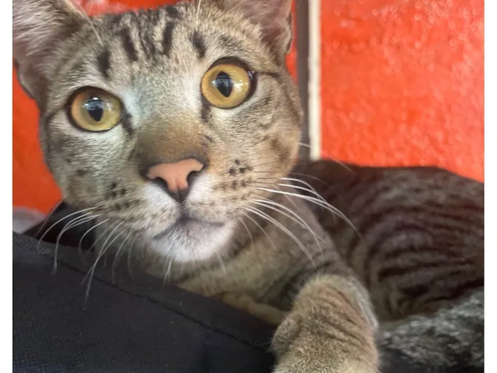 Gato ra a  idade 1 ano nome Não sei
