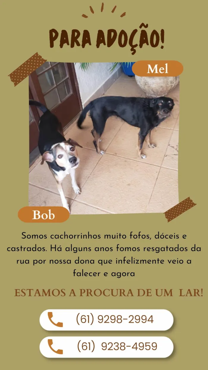 Cachorro ra a SRD-ViraLata idade 6 ou mais anos nome Bob 