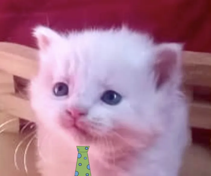 Gato ra a Mestico  idade Abaixo de 2 meses nome Floquinho 