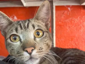 Gato raça  idade 1 ano nome Não sei