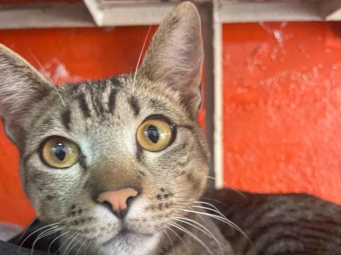 Gato ra a  idade 1 ano nome Não sei