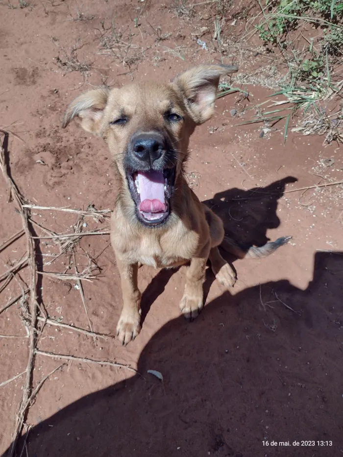 Cachorro ra a SRD-ViraLata idade 2 a 6 meses nome Joao