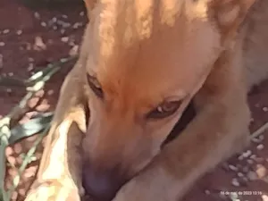 Cachorro raça SRD-ViraLata idade 2 a 6 meses nome ELIANE INES DE ALMEIDA NOBES