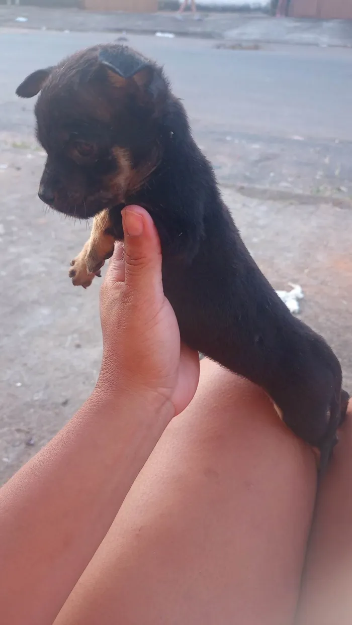 Cachorro ra a Porte pequeno  idade 2 a 6 meses nome Sem nome 