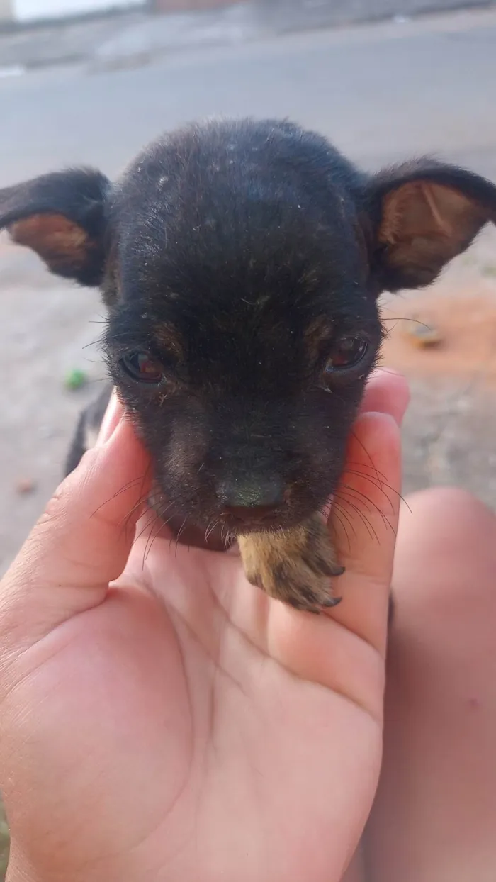 Cachorro ra a Porte pequeno  idade 2 a 6 meses nome Sem nome 