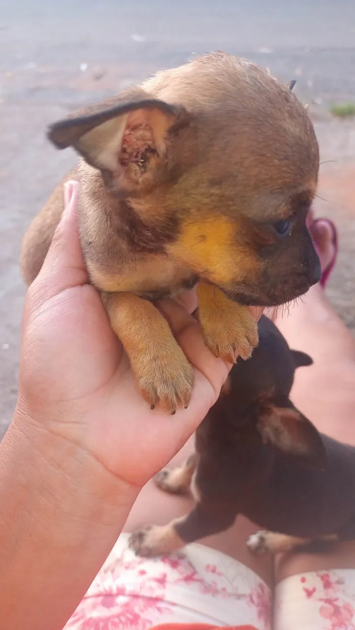 Cachorro ra a Porte pequeno  idade 2 a 6 meses nome Sem nome 