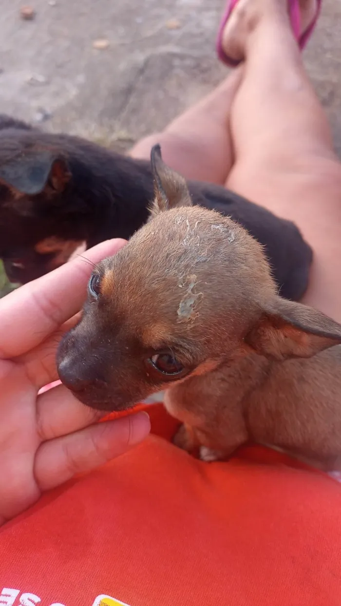 Cachorro ra a Porte pequeno  idade 2 a 6 meses nome Sem nome 