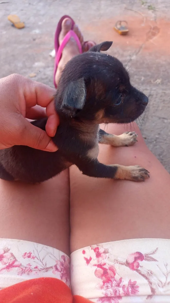 Cachorro ra a Porte pequeno  idade 2 a 6 meses nome Sem nome 