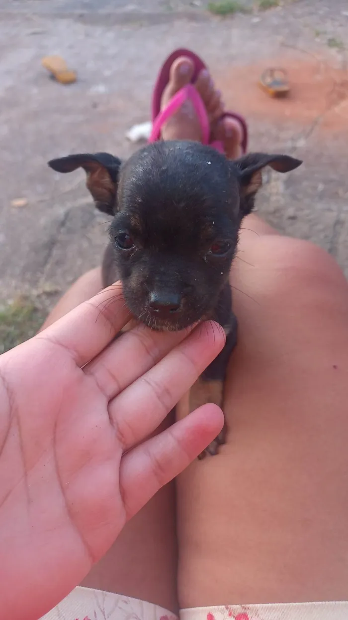 Cachorro ra a Porte pequeno  idade 2 a 6 meses nome Sem nome 