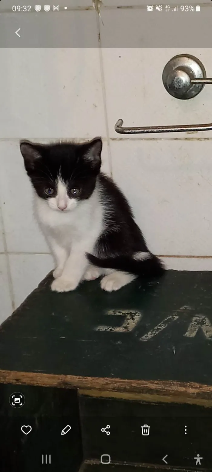 Gato raça  idade 2 a 6 meses nome Macho e fêmea 