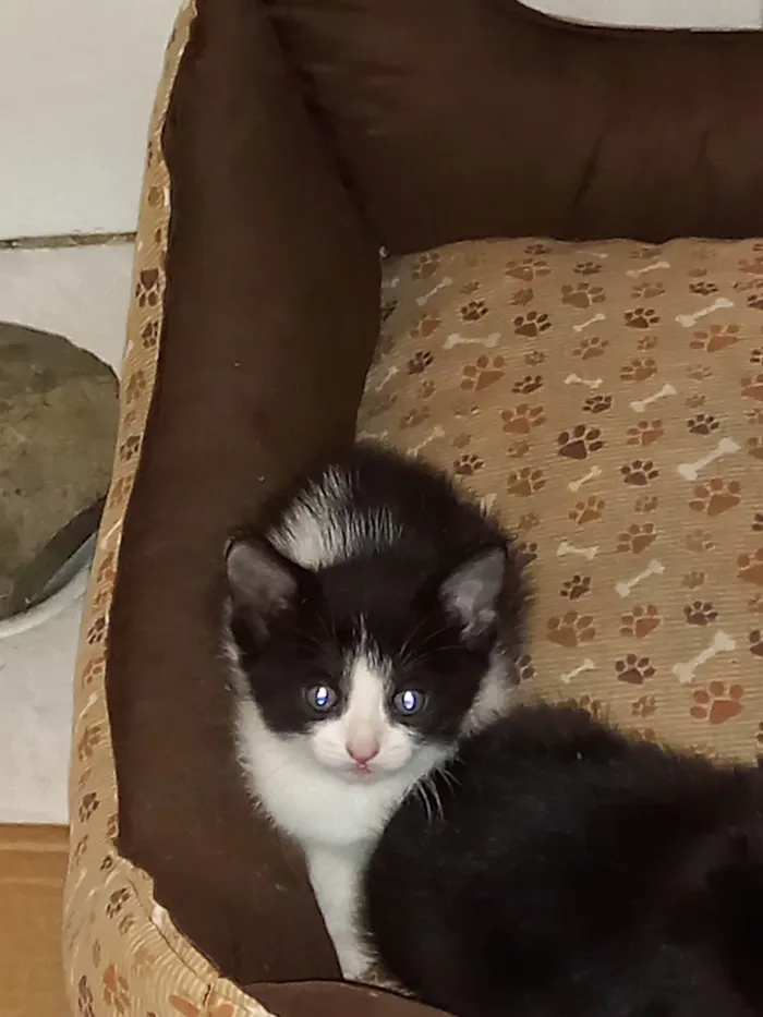 Gato raça  idade 2 a 6 meses nome Macho e fêmea 