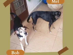 Cachorro raça SRD-ViraLata idade 6 ou mais anos nome Bob 