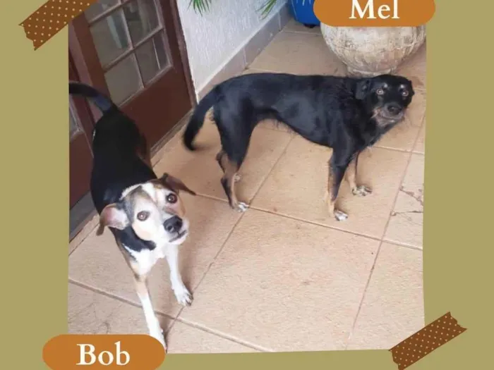 Cachorro ra a SRD-ViraLata idade 6 ou mais anos nome Bob 