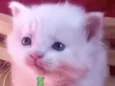 Floquinho 