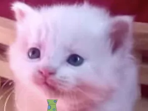 Gato raça Mestico  idade Abaixo de 2 meses nome Floquinho 