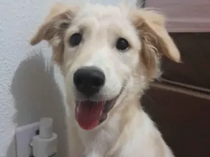 Cachorro raça SRD-ViraLata idade 7 a 11 meses nome Pudim